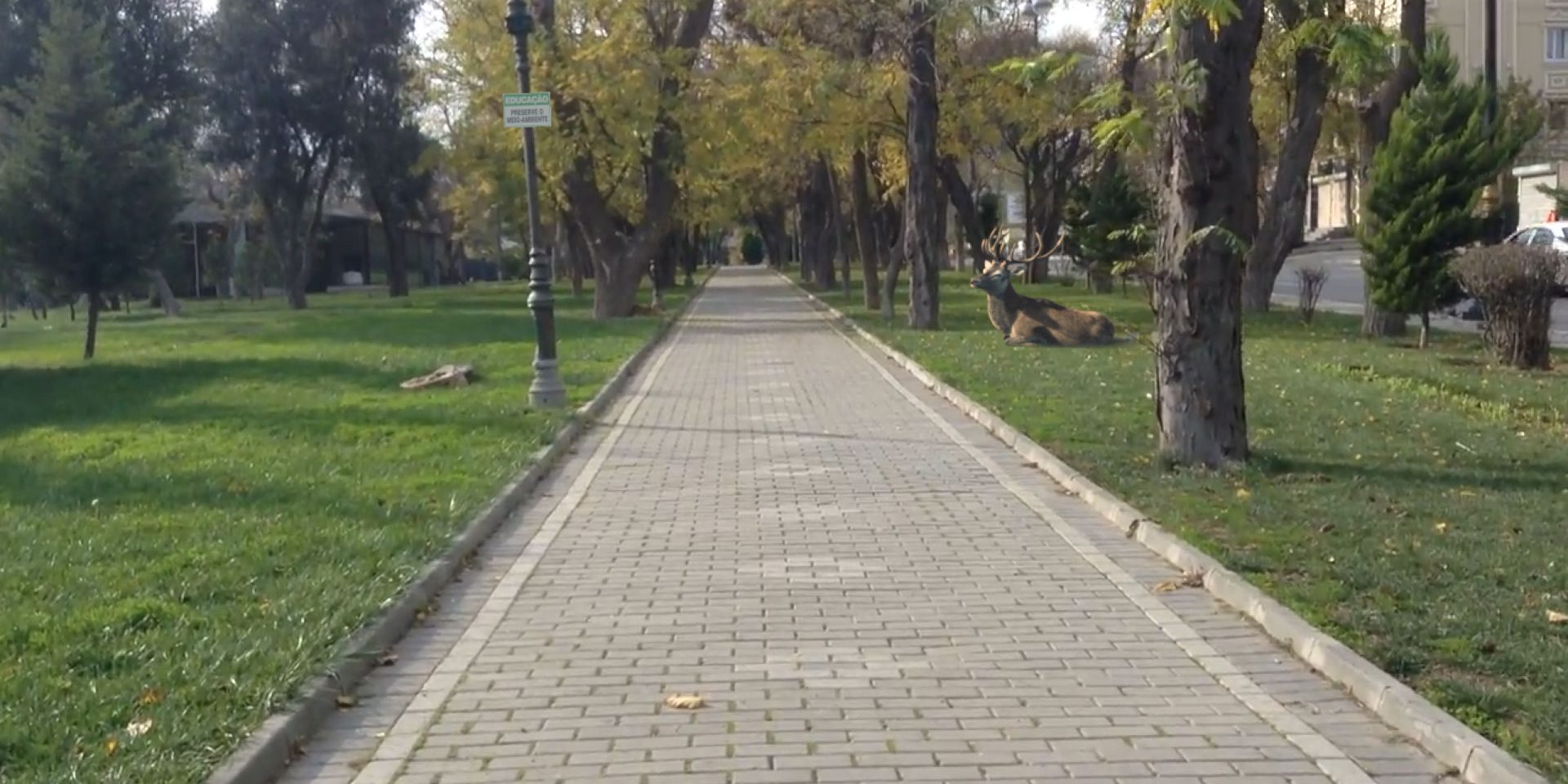 COMP_CERVO